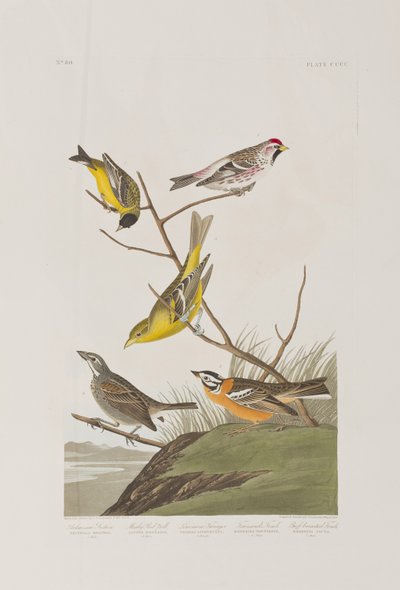 Illustration från "Birds of America" av John James Audubon