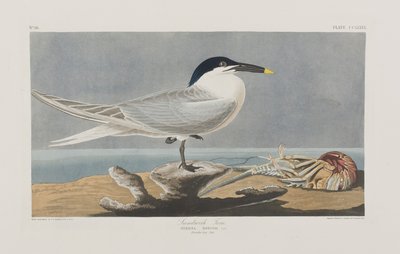 Illustration från "Birds of America" av John James Audubon
