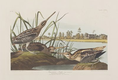 Illustration från "Birds of America" av John James Audubon