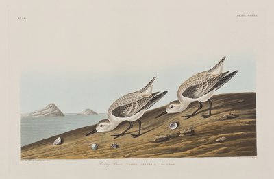 Illustration från "Birds of America" av John James Audubon