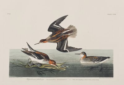 Illustration från "Birds of America" av John James Audubon