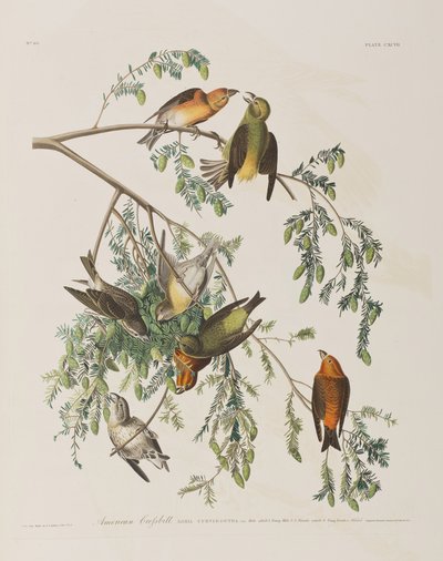 Illustration från "Birds of America" av John James Audubon