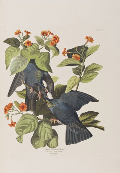 Illustration från "Birds of America" av John James Audubon