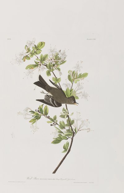 Illustration från "Birds of America" av John James Audubon