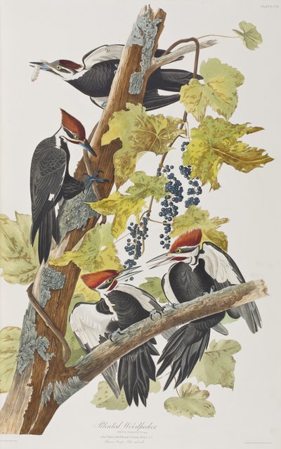 Illustration från "Birds of America" av John James Audubon