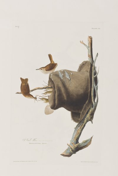 Illustration från "Birds of America" av John James Audubon