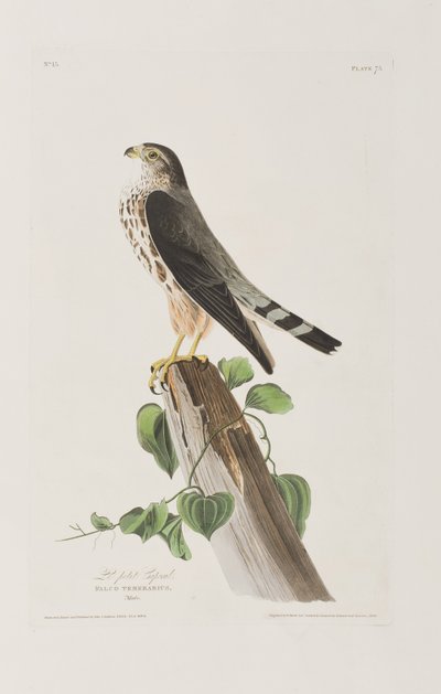 Illustration från "Birds of America" av John James Audubon