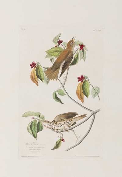 Illustration från "Birds of America" av John James Audubon