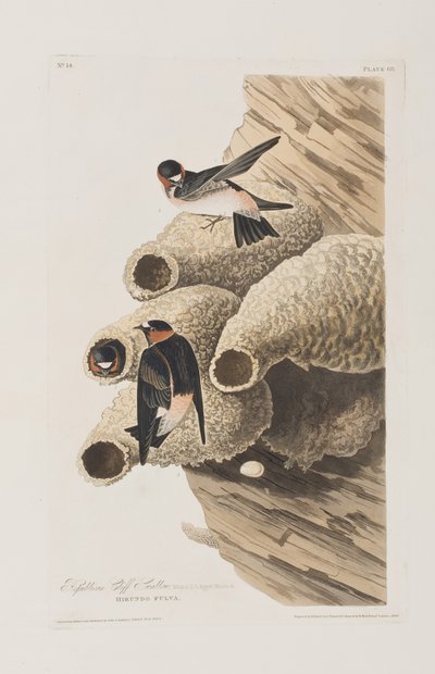 Illustration från "Birds of America" av John James Audubon