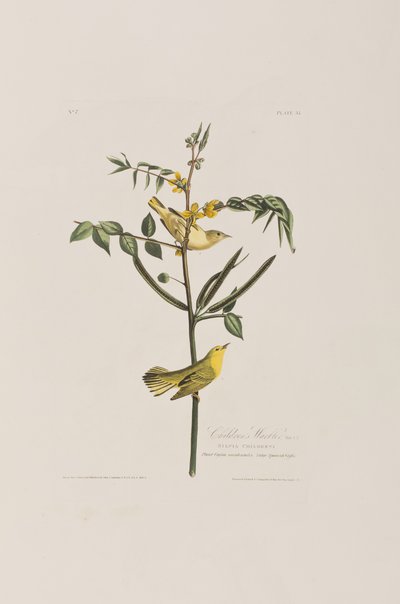 Illustration från "Birds of America" av John James Audubon