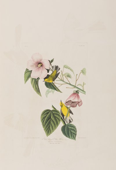 Illustration från "Birds of America" av John James Audubon