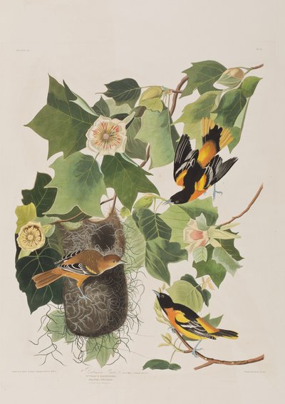 Illustration från "Birds of America" av John James Audubon