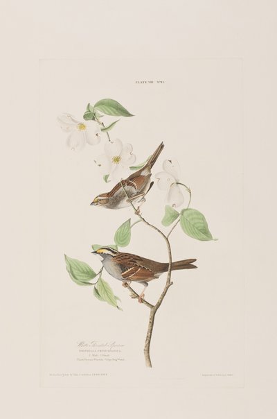 Illustration från "Birds of America" av John James Audubon