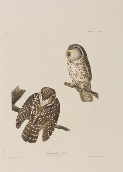 Illustration från "Birds of America" av John James Audubon
