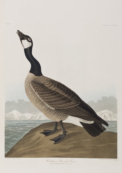Illustration från "Birds of America" av John James Audubon