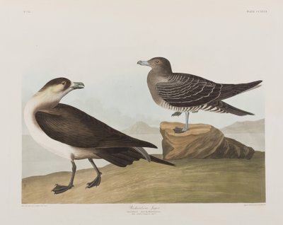 Illustration från "Birds of America" av John James Audubon