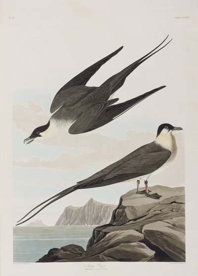 Illustration från "Birds of America" av John James Audubon