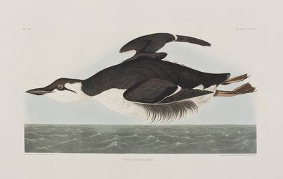 Illustration från "Birds of America" av John James Audubon