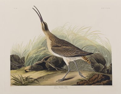 Illustration från "Birds of America" av John James Audubon