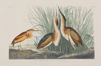 Illustration från "Birds of America" av John James Audubon