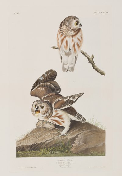 Illustration från "Birds of America" av John James Audubon
