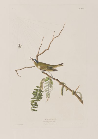 Illustration från "Birds of America" av John James Audubon
