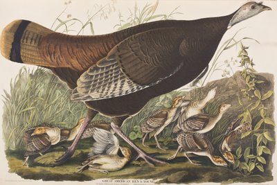 Illustration från "Birds of America" av John James Audubon