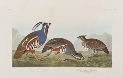 Illustration från "Birds of America" av John James Audubon