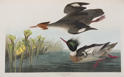 Illustration från "Birds of America" av John James Audubon
