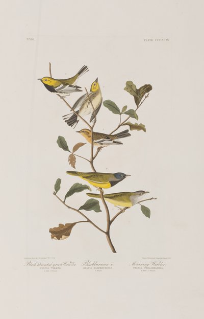 Illustration från "Birds of America" av John James Audubon