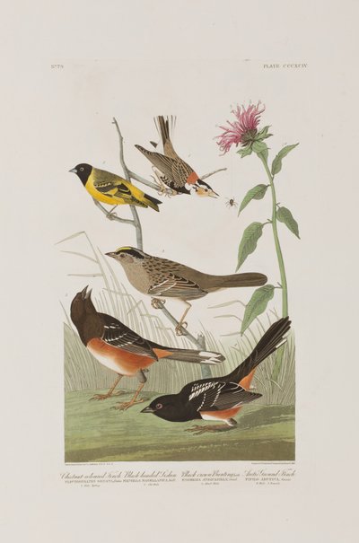 Illustration från "Birds of America" av John James Audubon