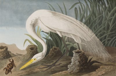Illustration från "Birds of America" av John James Audubon
