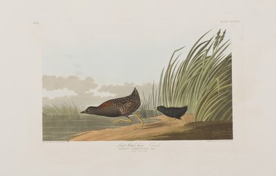 Illustration från "Birds of America" av John James Audubon