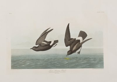 Illustration från "Birds of America" av John James Audubon