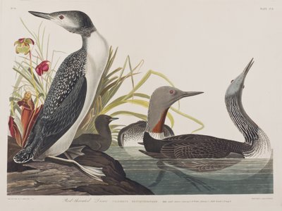 Illustration från "Birds of America" av John James Audubon