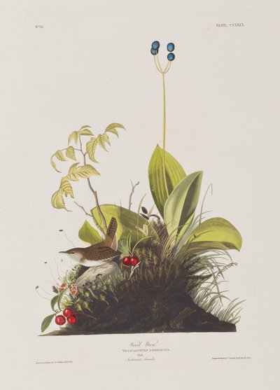 Illustration från "Birds of America" av John James Audubon