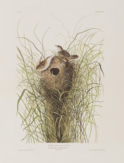 Illustration från "Birds of America" av John James Audubon