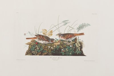 Illustration från "Birds of America" av John James Audubon