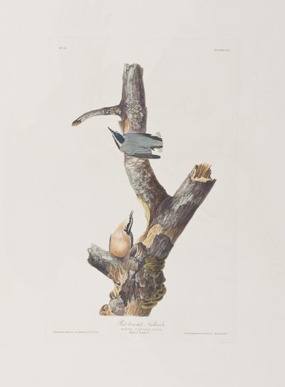 swedish av John James Audubon