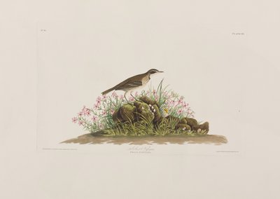 Illustration från "Birds of America" av John James Audubon