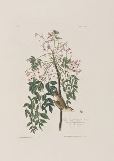Illustration från "Birds of America" av John James Audubon