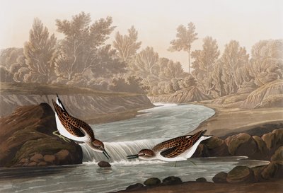 Little Sandpiper, Tringa Pusilla, från "The Birds of America" av John J. Audubon, pub. 1827-38 av John James Audubon