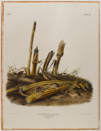 swed av John James Audubon