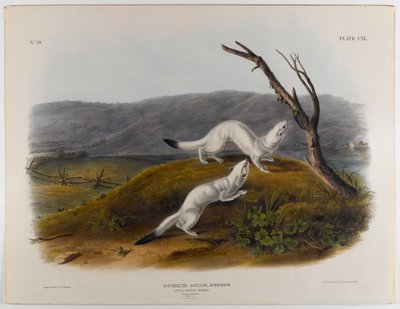 swed av John James Audubon