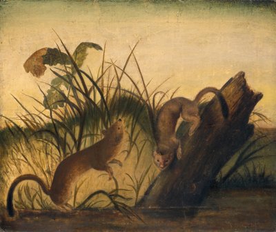 Långsvans vessla, ca. 1845. av John James Audubon