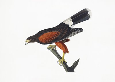 Louisiana-hök ur *Birds of America* (1827) av John James Audubon