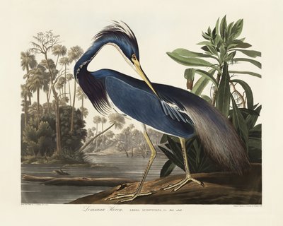 Louisiana-häger ur *Birds of America* (1827) av John James Audubon