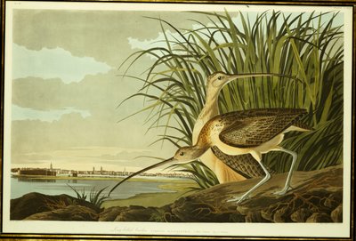 Hane och kvinnliga långnäbbade curlew av John James Audubon