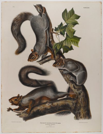 swed av John James Audubon