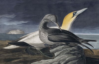 Northern Gannet, Morus Bassanus, från "The Birds of America" av John J. Audubon, pub. 1827-38 av John James Audubon